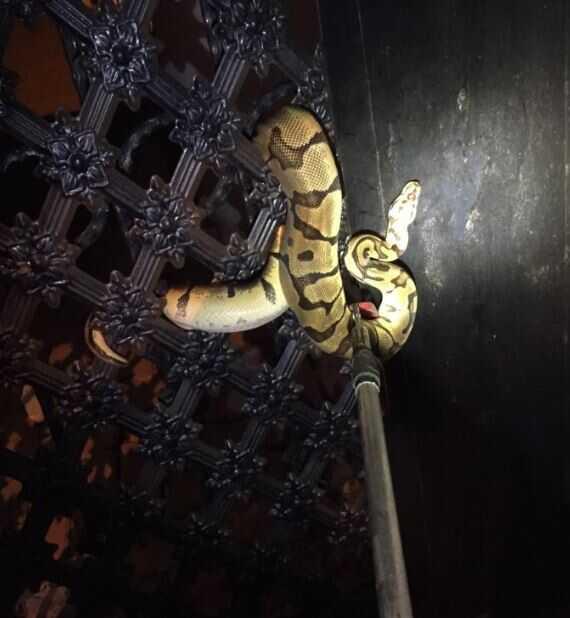 Bahçe kapısına dolanan pitonu görenler gözlerine inanamadı