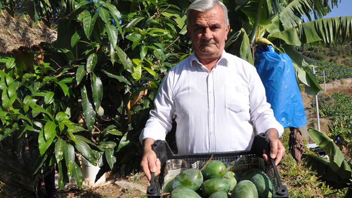 Bahçesine ektiği 12 ağaçtan 200 bin lira gelir elde etti