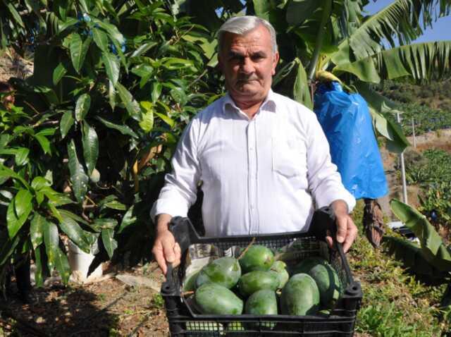 Bahçesine ektiği 12 ağaçtan 200 bin lira gelir elde etti