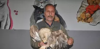 Yozgat'ta Bitkin Halde Bulunan Şah Kartal Tedavi Altına Alındı