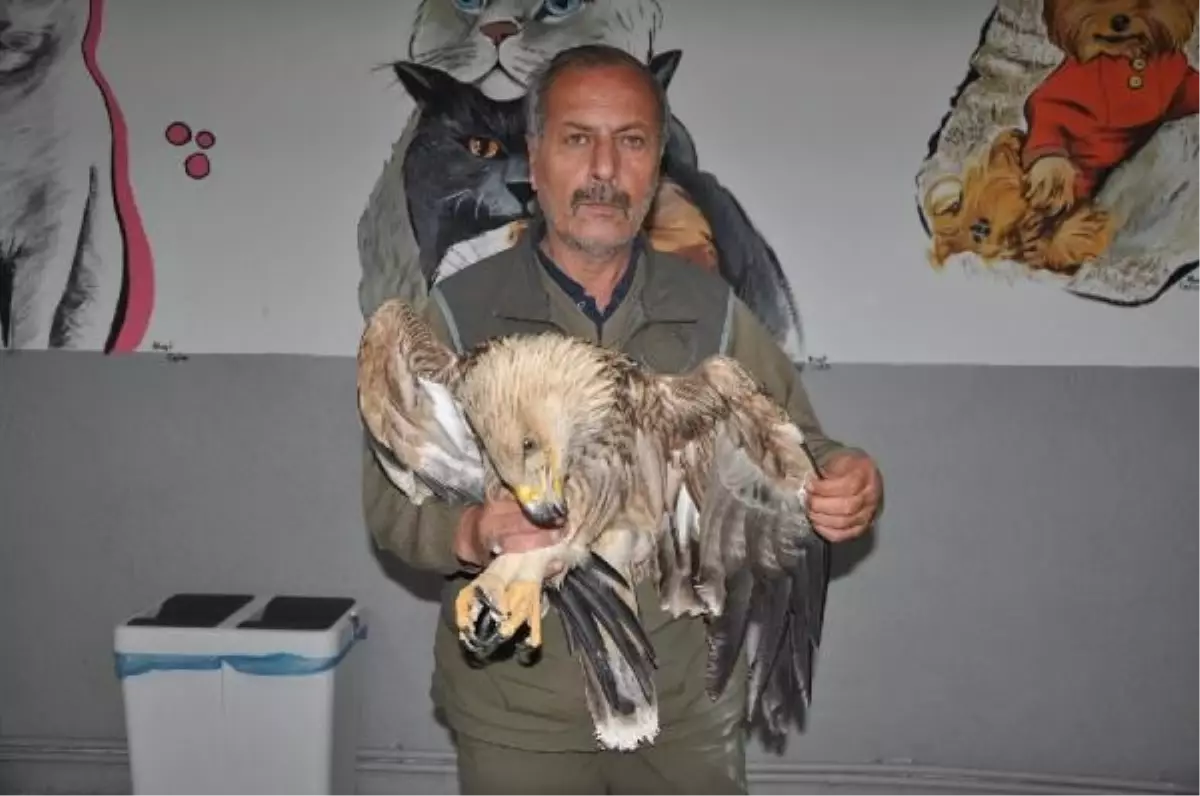 Yozgat'ta Bitkin Halde Bulunan Şah Kartal Tedavi Altına Alındı