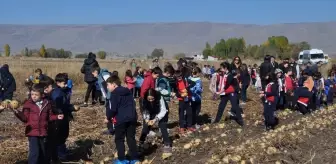 Erzurum'da Öğrenciler Tarlada Patates Hasadı Yaptı