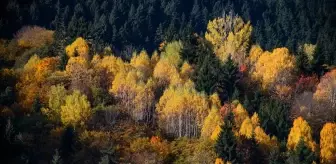 Artvin'in Şavşat ilçesi sonbaharda doğa tutkunlarını ağırlıyor