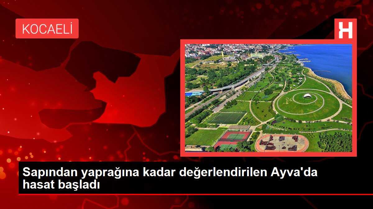 Sapından yaprağına kadar değerlendirilen Ayva'da hasat başladı