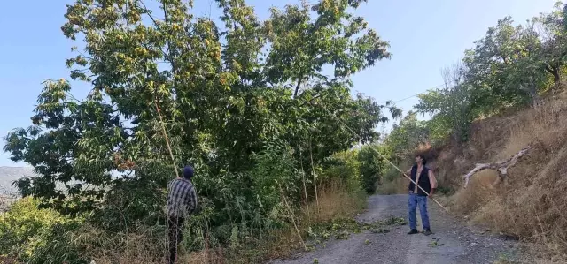 İzmir'de kestane hasadı başladı! Komando gibi ağaçlara tırmanıp günlük 2 bin TL kazanıyorlar