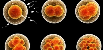 İngiliz uzmanlardan çağrı: İnsan gelişiminin sırlarını çözmek için, embriyo yetiştirme süresi 28 güne çıkarılmalı