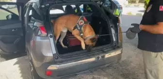 Osmaniye'de Otomobilde 10 Kilo Skunk Ele Geçirildi