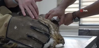 Siirt'te 6 ayda 153 yaban hayvanı tedavi edildi
