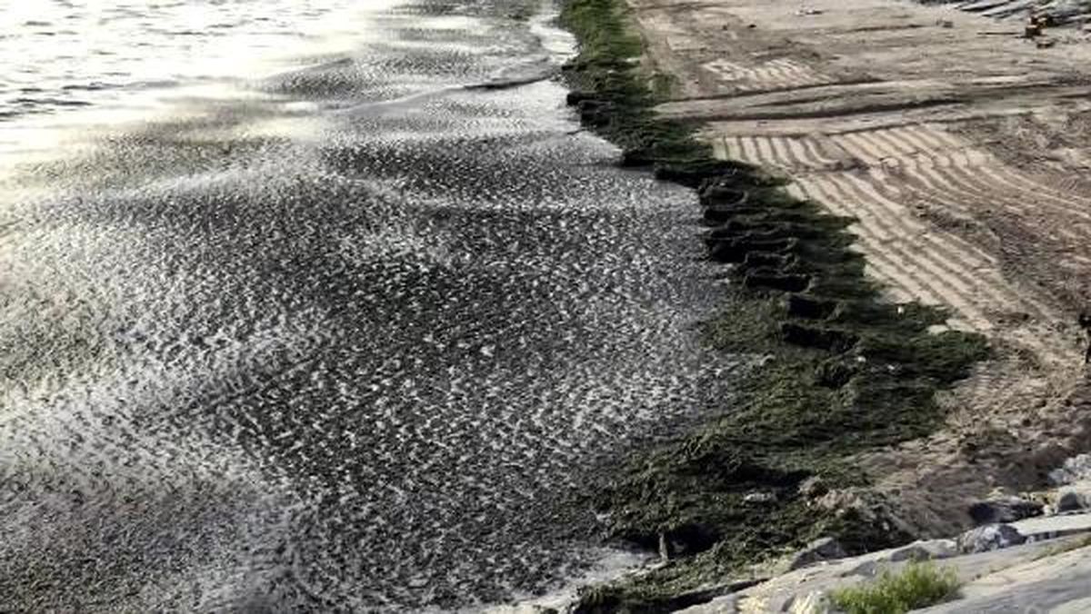 Marmara Denizi'nde Lodosun Etkisi: Avcılar Sahili Yosunlarla Kaplandı