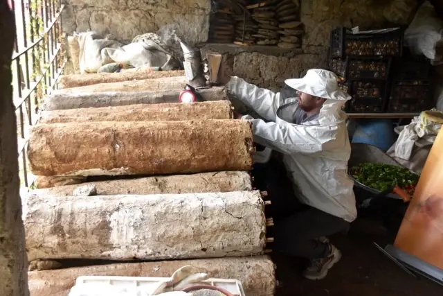 Dünyaca ünlü Bitlis karakovan balının hasadına başlandı