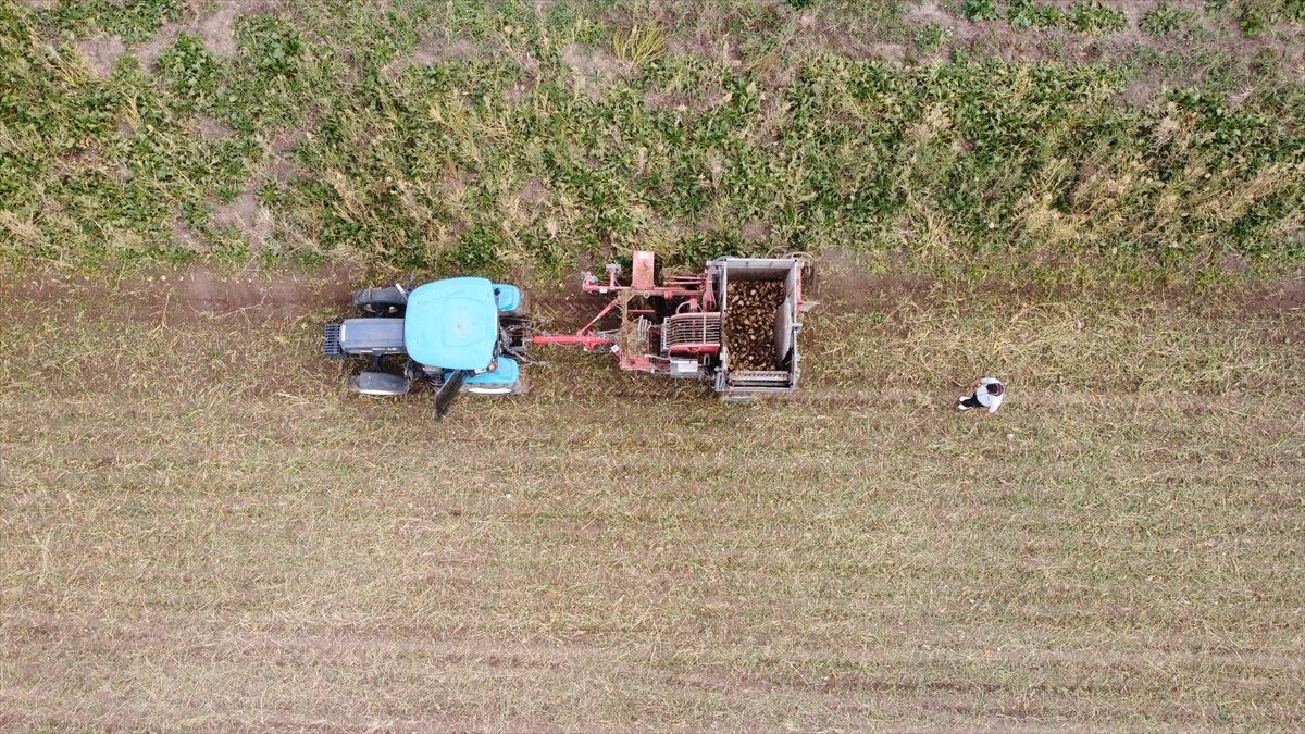 Erzincan Ovası'nda Şeker Pancarı Hasadı Başladı