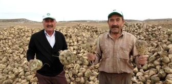 Kütahya'da Çiftçilerin Şeker Pancarı Sökümü Mesaisi Başladı
