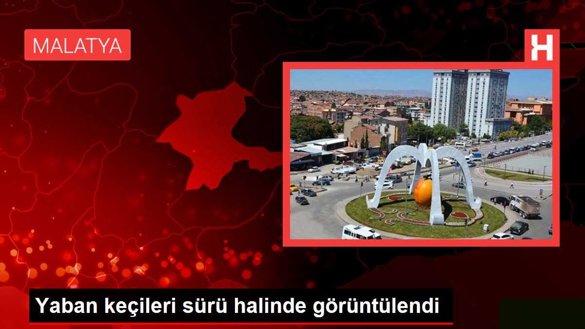 Yaban keçileri sürü halinde görüntülendi