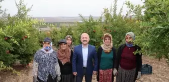 Adıyaman'da nar hasadı başladı