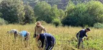 Hakkari'nin Derecik ilçesinde köylüler imece usulüyle susam hasadına başladı