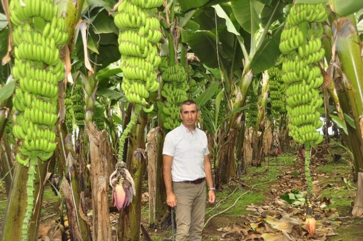 MANAVGAT'TA MUZ ÜRETİMİNDE 'ORGANİK' DÖNEM
