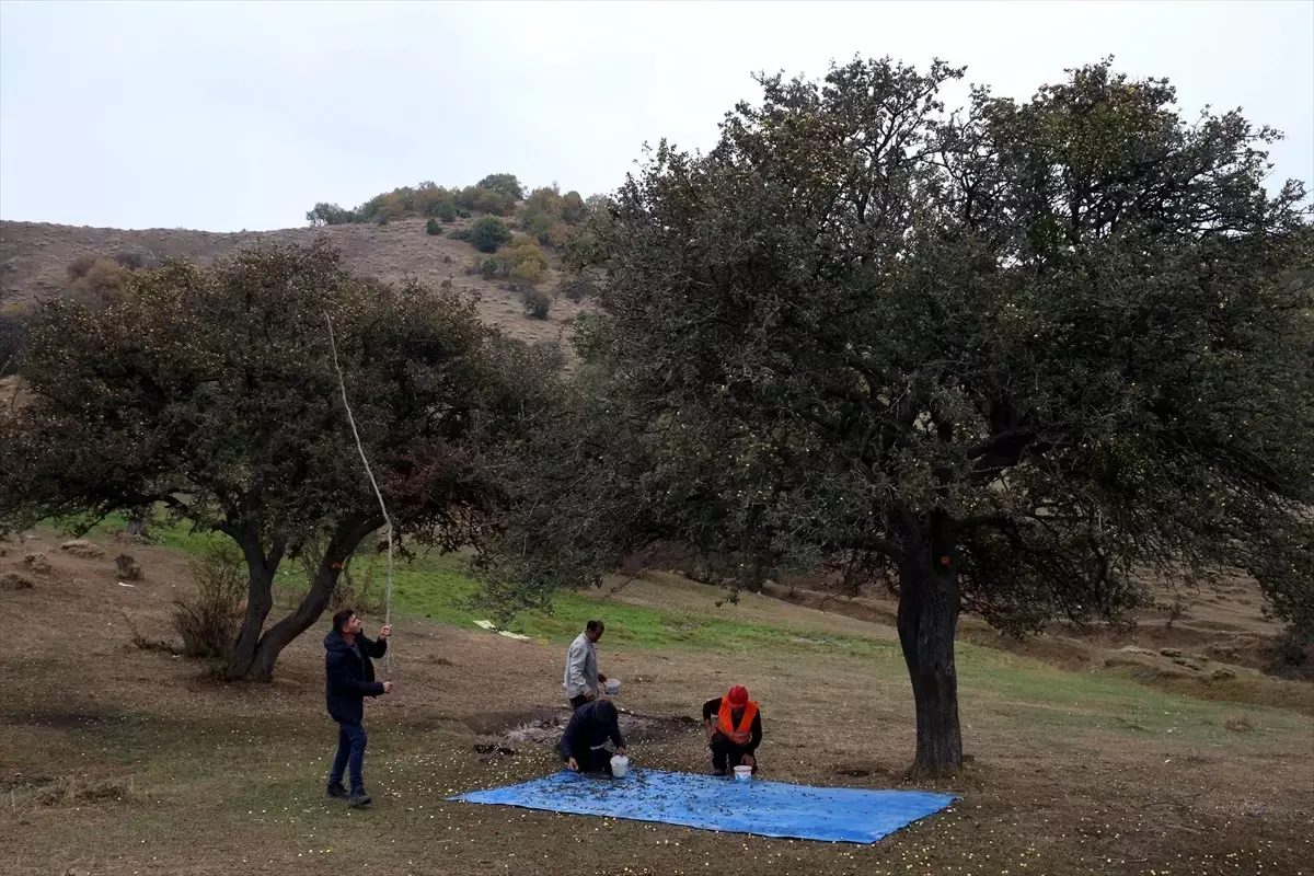 Tokat'ta Alıç Ağaçlarından Gelir Elde Etmek İçin Proje Hazırlandı