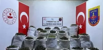 Diyarbakır'da 435 kilo esrar, 632 bin kök kenevir ile skunk ele geçirildi: 3 gözaltı