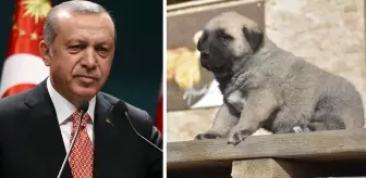 Cumhurbaşkanı Erdoğan verdiği sözü tuttu! Sivas kangalı bir ülkeye daha nam salacak