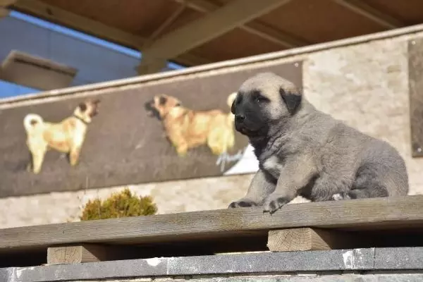 Türkmenistan Devlet Başkanına hediye edilen Kangal köpeği gönderildi Türkmenistan Devlet Başkanına hediye edilen Kangal köpeği gönderildi