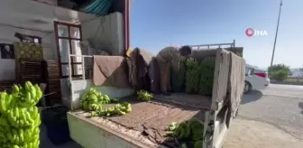Alanya'da Muz Hasadı Başladı