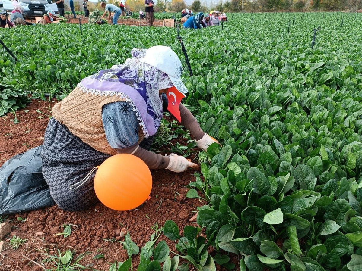Tokat'ta çiftçiler Cumhuriyet Bayramı'nı tarlada kutladı