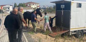 Çayırova'da başıboş at sahibine teslim edildi