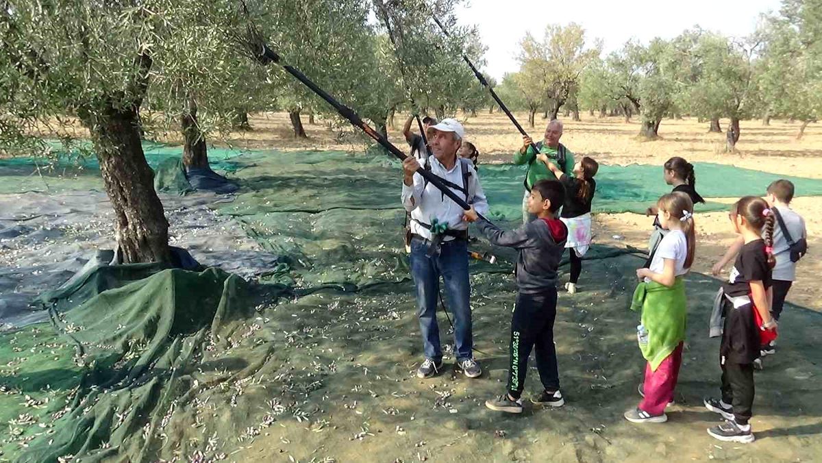 Edremit'te Zeytin Hasadı Etkinliğiyle Öğrencilere Gıda Güvenilirliği Bilinci Aşılandı