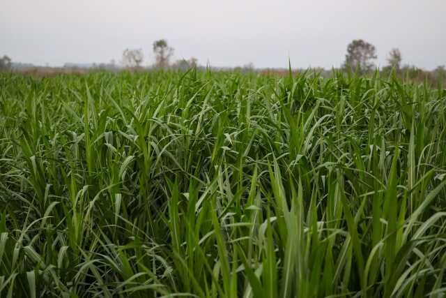 Sakarya'da Yem Maliyetini %50 Azaltacak Bitki 'Pakong' Üretimi Başlandı