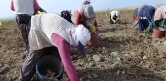 Afyonkarahisar'da Patates Hasadı Devam Ediyor