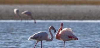 Van'da Flamingoların Göç Hazırlığı