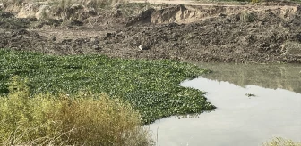 Asi Nehri'nde Su Sümbülleri Yeniden Görülmeye Başlandı