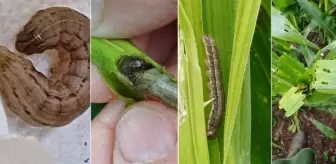 Güz Tırtılı İle Mücadele Başlatıldı