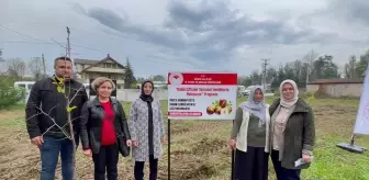 Düzce'de Kadınlar Tarafından Yetiştirilen Hünnabın İlk Hasadı Gerçekleştirildi