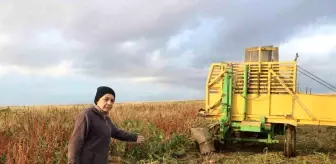 Afyonkarahisar'da Şeker Pancarı Hasadı Başladı