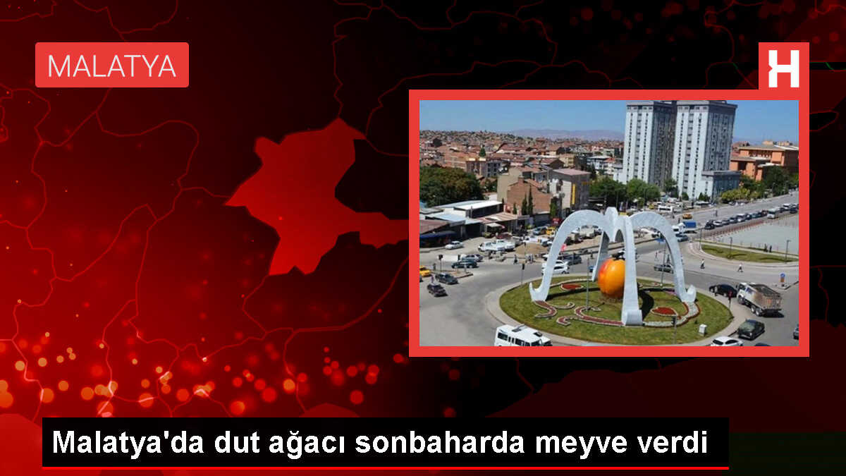 Malatya'da Kasım Ayında Meyve Veren Dut Ağacı Şaşırttı