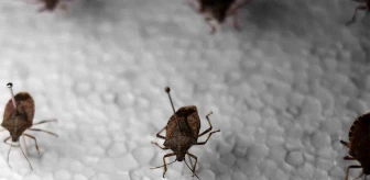 İstilacı Kahverengi Kokarca Böceğine Karşı En Etkili Çözüm: Samuray Arıcığı