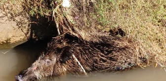 Iğdır'da sulama kanalına düşen yaban domuzu kurtarıldı