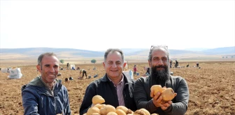 Darende'de 6 Bin Ton Patates Rekoltesi Bekleniyor