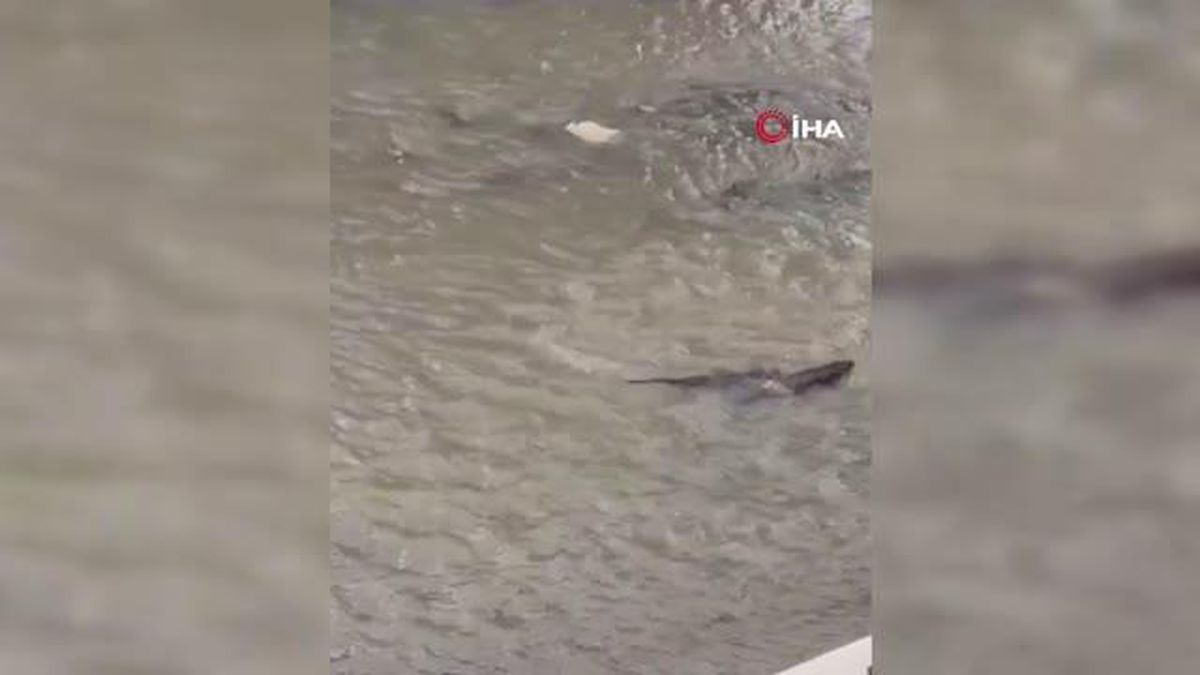 Su samurlarının Harşit Çayı'ndaki keyifli anları