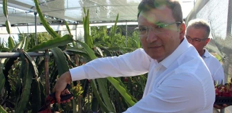 Aydın'da ejder meyvesi üretimi artıyor! Kilosu 200 TL