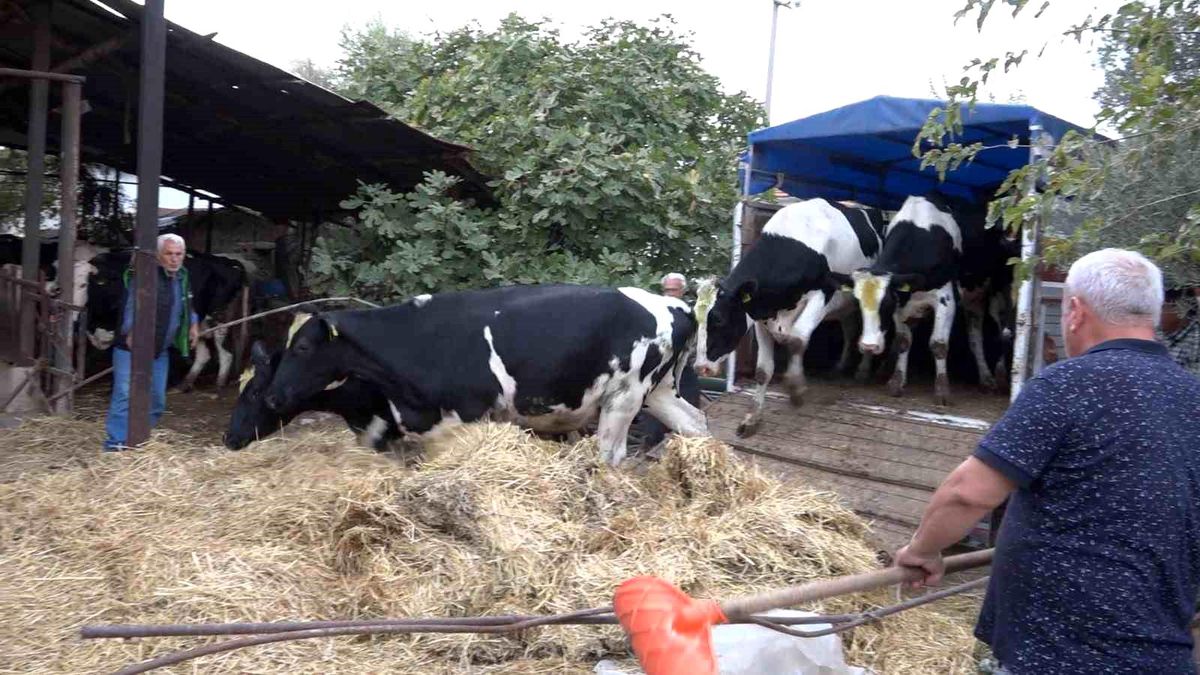 İlk düveler hak sahiplerine teslim edildi