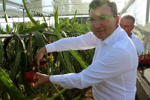 Aydın'da ejder meyvesi üretimi artıyor! Kilosu 200 TL Aydın'da ejder meyvesi üretimi artıyor! Kilosu 200 TL