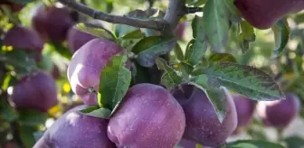 Bitlis'te çiftçi 180 ton elma hasadı yaptı