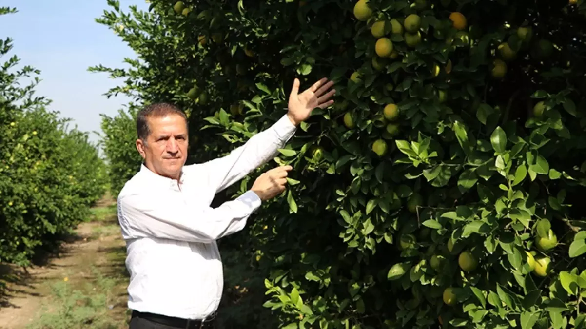 Limon tarlada 30 kuruşa kadar düştü, üreticiden Tarım Kredi'ye çağrı geldi: Limonata yapılıp vatandaşa satılsın