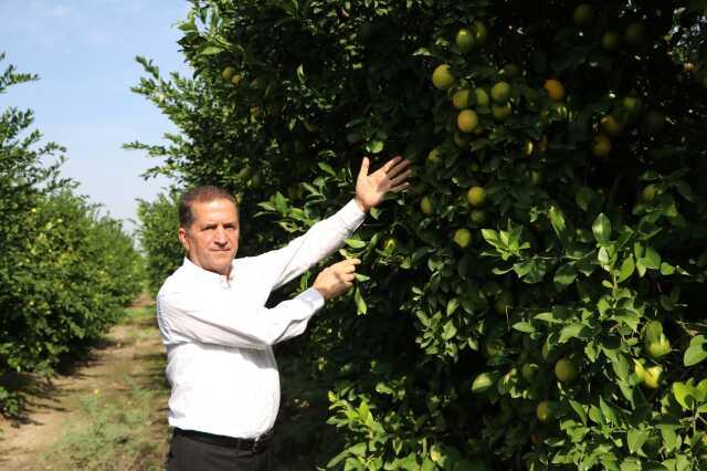 Limon tarlada 30 kuruşa kadar düştü, üreticiden Tarım Kredi'ye çağrı geldi: Limonata yapılıp vatandaşa satılsın Limon tarlada 30 kuruşa kadar düştü, üreticiden Tarım Kredi'ye çağrı geldi: Limonata yapılıp vatandaşa satılsın