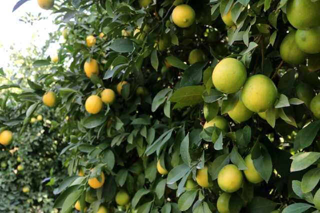 Limon tarlada 30 kuruşa kadar düştü, üreticiden Tarım Kredi'ye çağrı geldi: Limonata yapılıp vatandaşa satılsın Limon tarlada 30 kuruşa kadar düştü, üreticiden Tarım Kredi'ye çağrı geldi: Limonata yapılıp vatandaşa satılsın