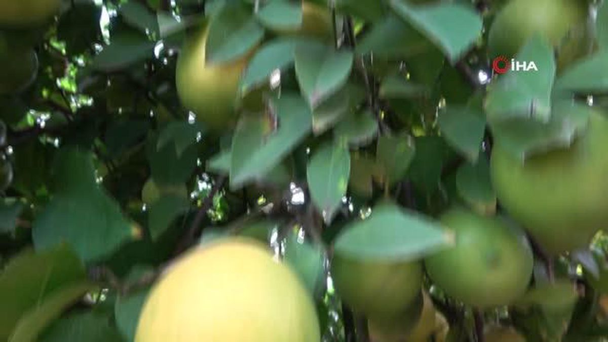 Limon Üreticilerinden Çağrı: Limonlarımızı Alıp Limonata Yapsınlar