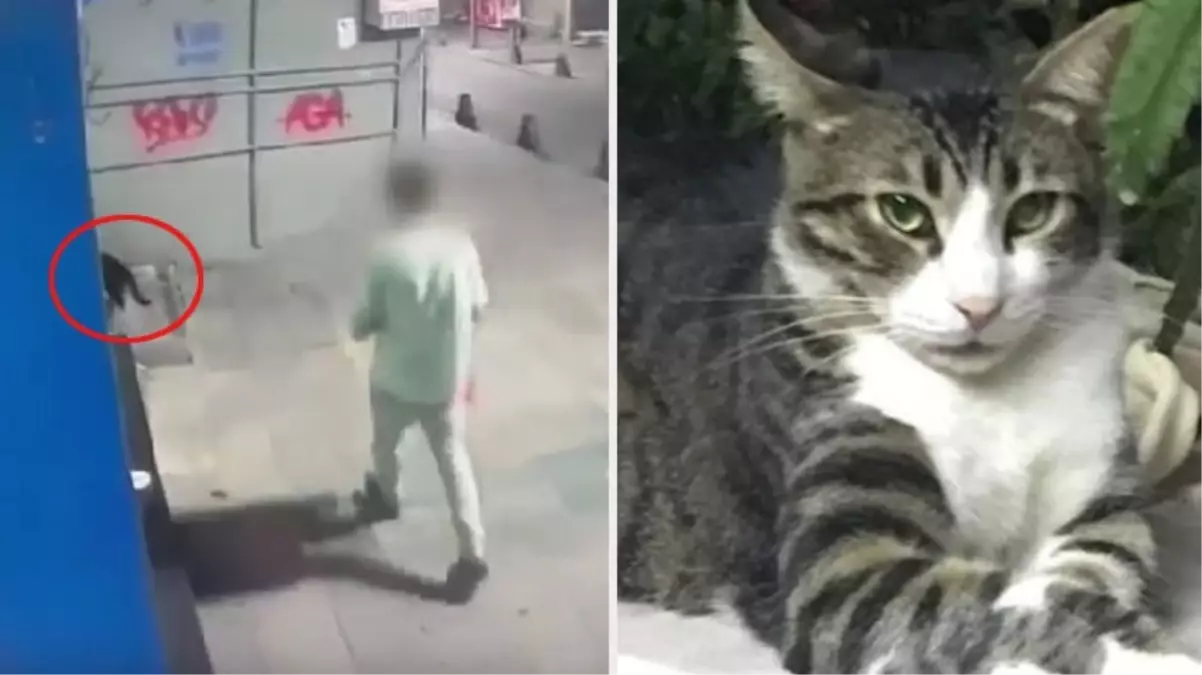 Sokaktan poşetle götürdüğü kediyi tekmeleyerek öldüren şahıs tutuklandı