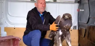 Yaralı Kaya Kartalı tedavi altına alındı